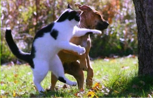 cat vs dog