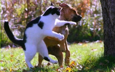 cat vs dog