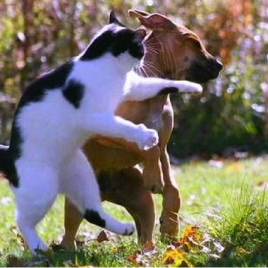 cat vs dog