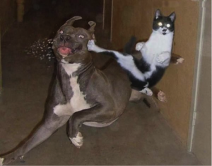 kung fu cat