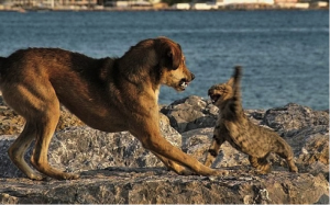 chat contre chien