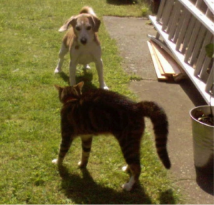 chat contre chien