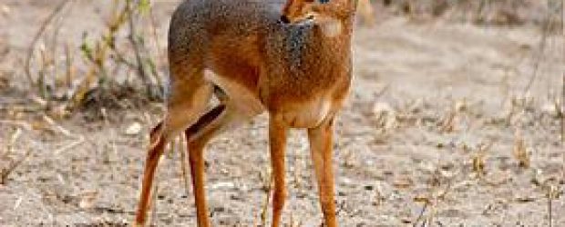 dik dik