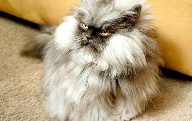 Colonel_Meow