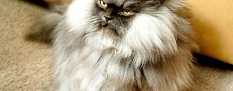 Colonel_Meow