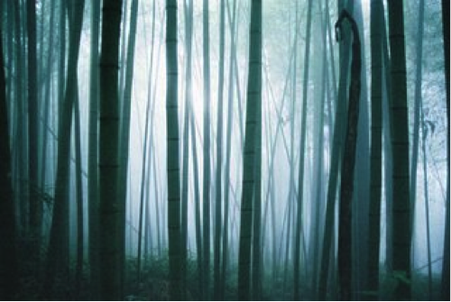 Forêt hantée