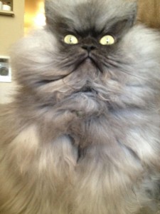 So long, Colonel Meow !