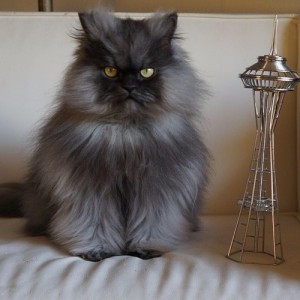 Colonel Meow