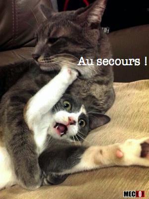 Aidez ce chat !