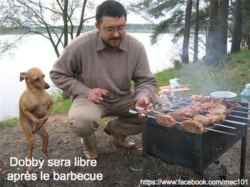 Dobby sera libre après le barbecue